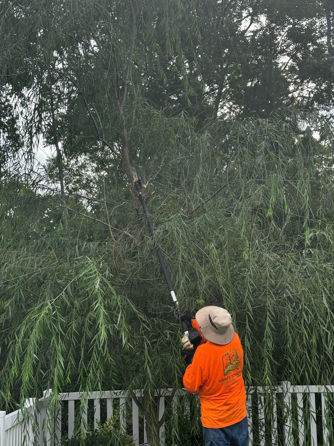 Trimming overgrown tree limbs with a pole saw